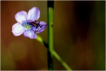 insecte