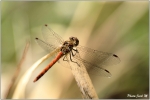 libellule_1