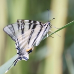 machaon