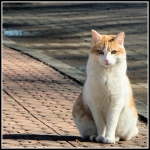 minou