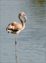 Flamant