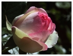 Rose0001-2