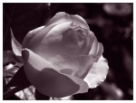 Rose0001