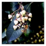 abeille