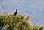 cormoran