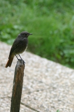 rougeq2