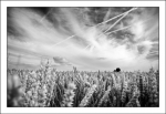 DSC02235-1ago