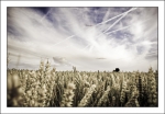 DSC02235-2ago