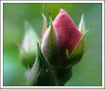 bouton
