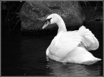 cygne2