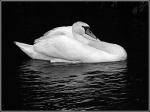 cygne3