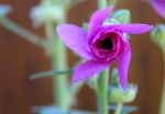 Rose tremiere bis