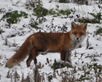 renard