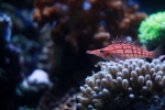 poisson