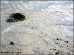Corail Ocean Indien
