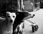 IMG_DOGS