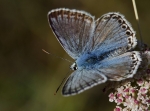 LYSANDRACORIDON