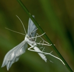 UNANGEBLANC