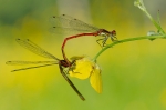 accouplementnymphecorpsdefeua