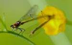 accouplementnymphecorpsdefeuc