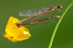 accouplementnymphecorpsdefeud