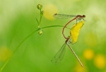 accouplementnymphecorpsdefeue