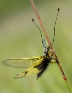 ascalaphea
