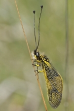 ascalapheb