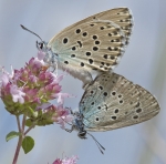 azureduserpolet