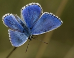 bleuceleste
