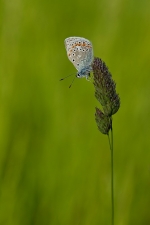 bleucommunb