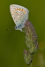 bleucommunc