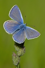 bleucommund