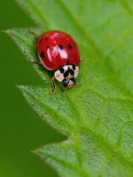 coccinellerouge