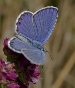 coronille2