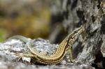 lezard