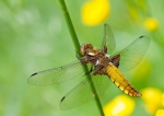libbelluledeprimeea