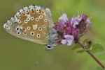 lysandrabellargus