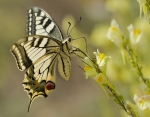 machaon