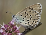maculineaarion