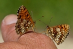 meliteesdumelampires