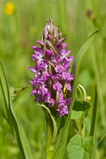 orchis