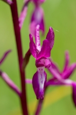 orchisa