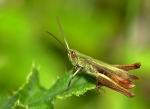 stenobothrus