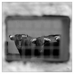 taureau_800-800_nb_5a-small