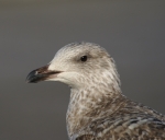 Mouette 1