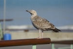 Mouette 2
