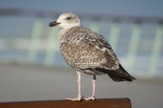 Mouette 3