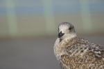 Mouette 4