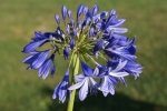 agapanthe